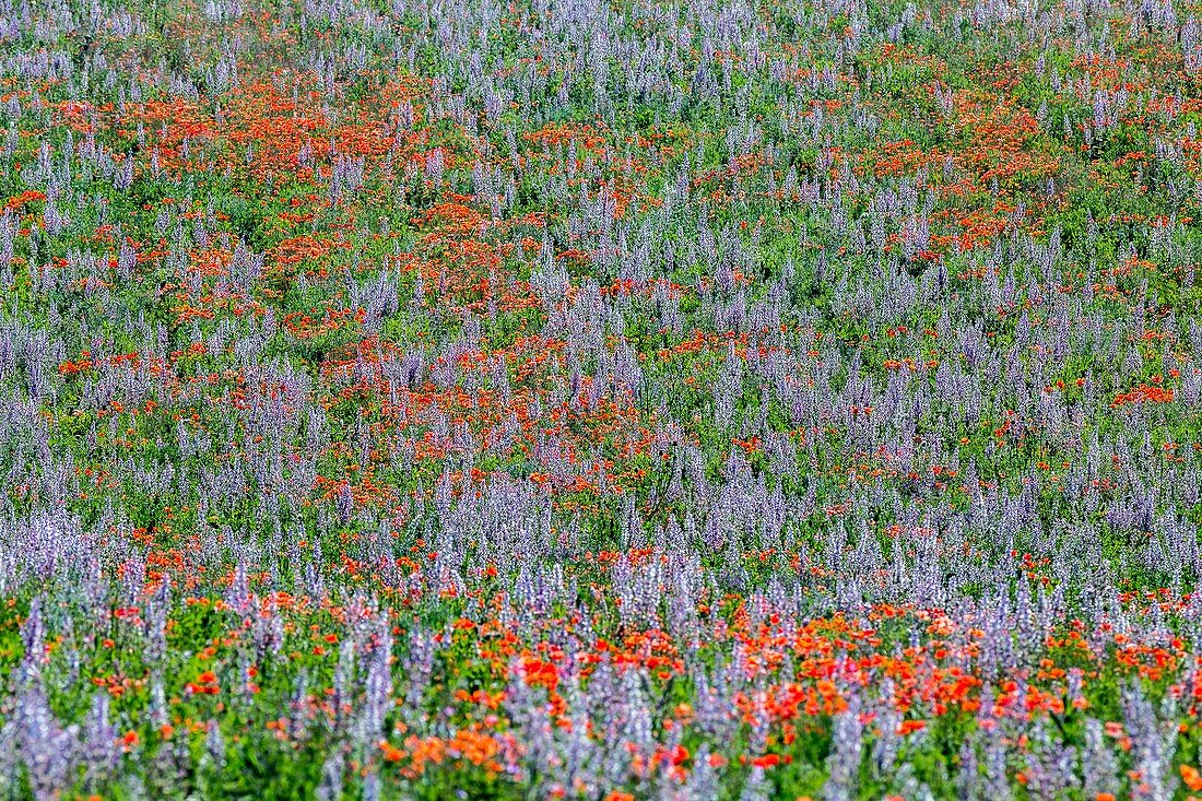 Frankreich, Alpes-de-Haute-Provence, Regionaler Naturpark Verdon, Riez, Valensole-Hochebene, Mohn- und Salbeifeld