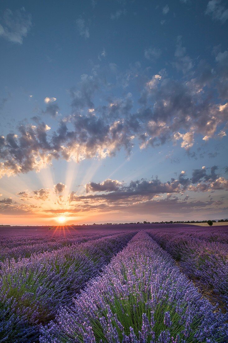 France, Alpes de Haute Provence, Verdon Regional Nature Park, Puimoisson, field of lavender (lavandin) at sunset on the Plateau de Valensole