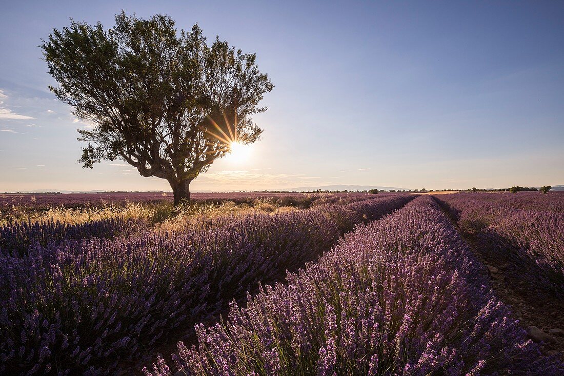 France, Alpes de Haute Provence, Verdon Regional Nature Park, Puimoisson, almond tree (Prunus dulcis) in a field of lavender (lavandin) on the Plateau de Valensole