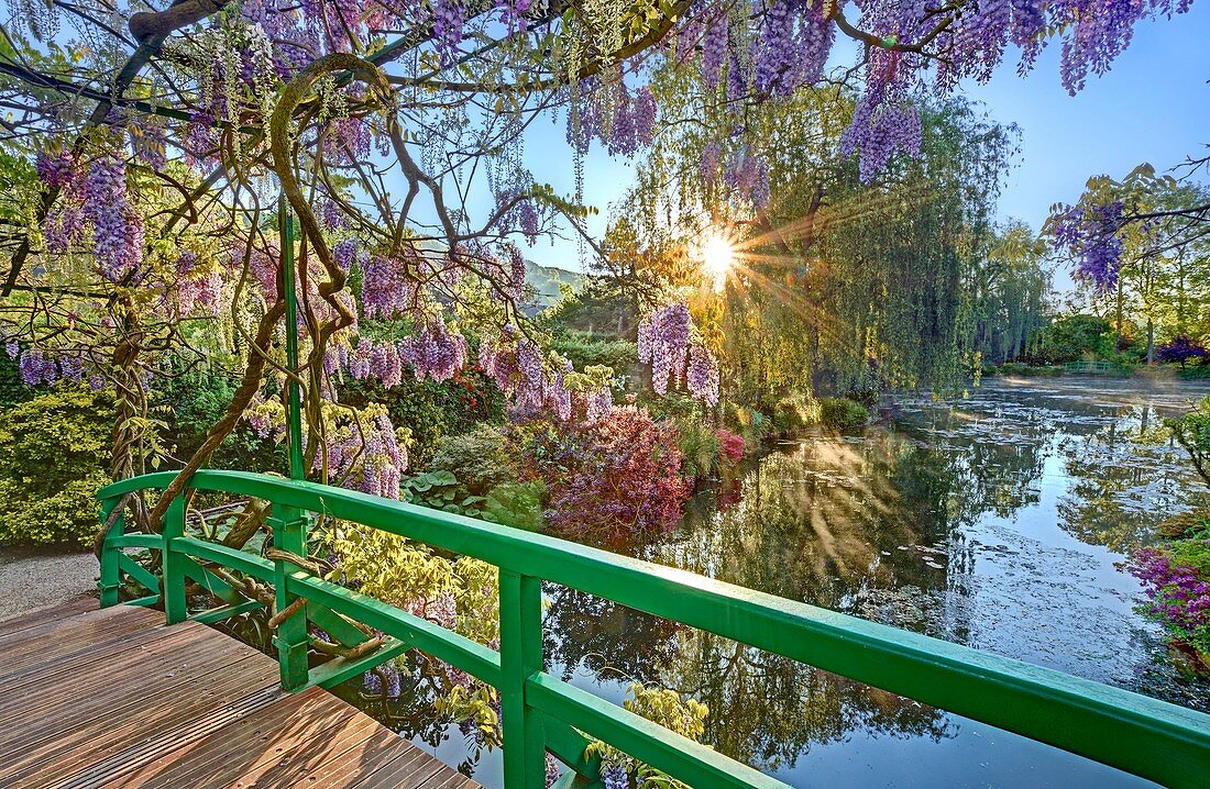 France, Eure, Giverny, Claude Monet foundation, the japonese garden with wisteria in blossom