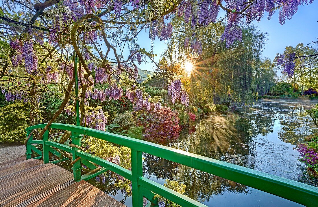 Frankreich, Eure, Giverny, Claude Monet Stiftung, der japanische Garten mit Glyzinien in Blüte