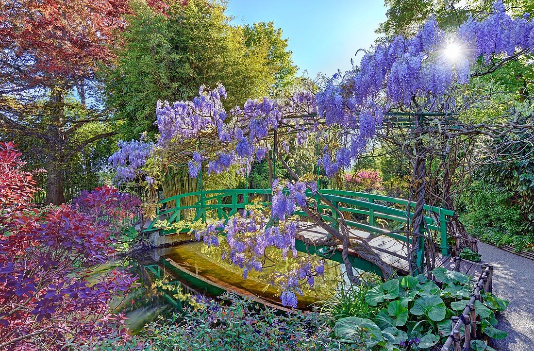 France, Eure, Giverny, Claude Monet foundation, the japonese garden with wisteria in blossom