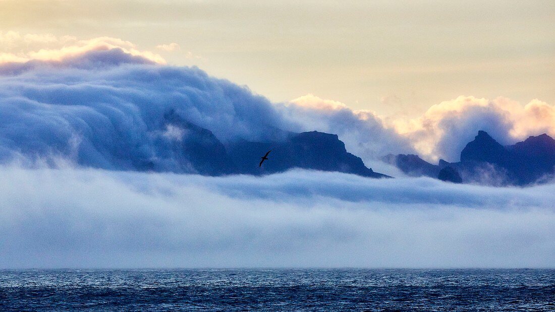 France, French Southern and Antarctic Territories (TAAF), Crozet Islands, Ile de l'Est (East Island) at sunrise seen from the Ile de la Possession (Possession Island), Wandering Albatross (Diomedea Exulans)
