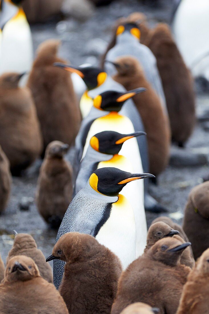 Frankreich, französische südliche und antarktische Länder, die von der UNESCO zum Weltkulturerbe erklärt wurden, Crozet-Inseln, Ile de la Possession (Besitzinsel), Königspinguin (Aptenodytes Patagonicus) in der Pinguin-Kolonie in der Baie du Marin