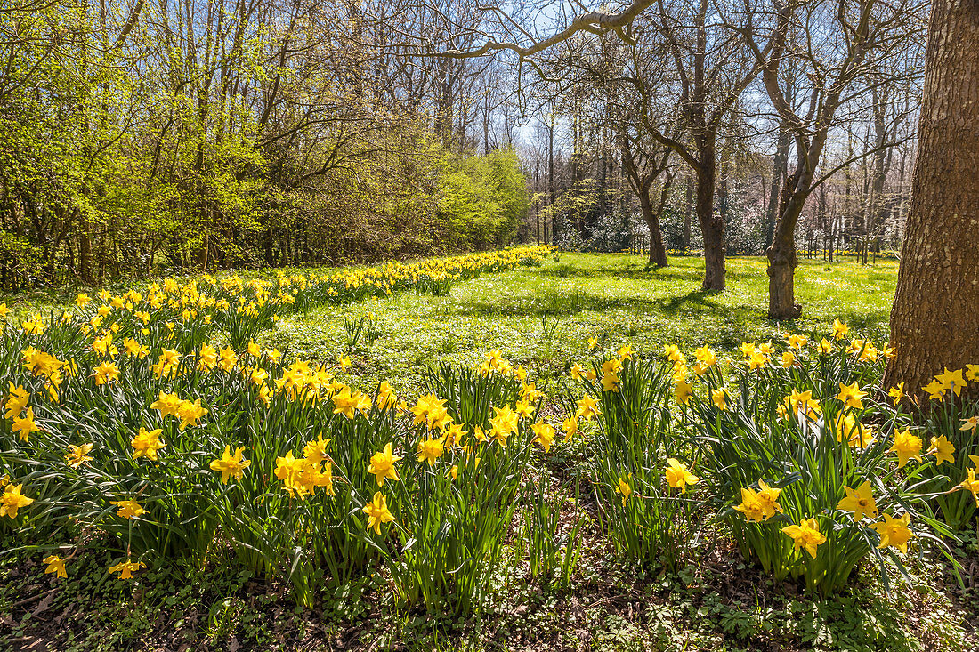 Daffodils, daffodils in the Hochdorf Garden in Tating, North Friesland, Schleswig-Holstein