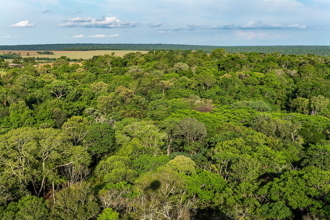 Luftaufnahme von üppigen Baumdach im Regenwald nahe Iguazu Falls, Foz do Iguacu, Parana, Brasilien, Südamerika