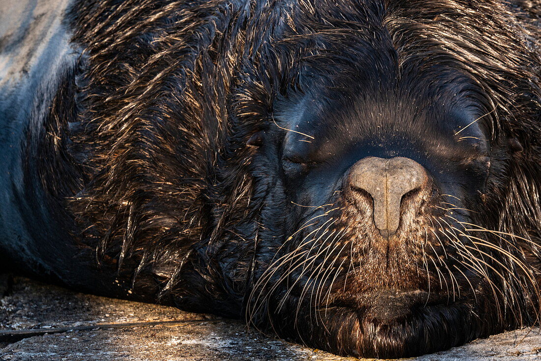 Close up of a sea lion relaxing on pier, Punta del Este, Maldonado Department, Uruguay, South America