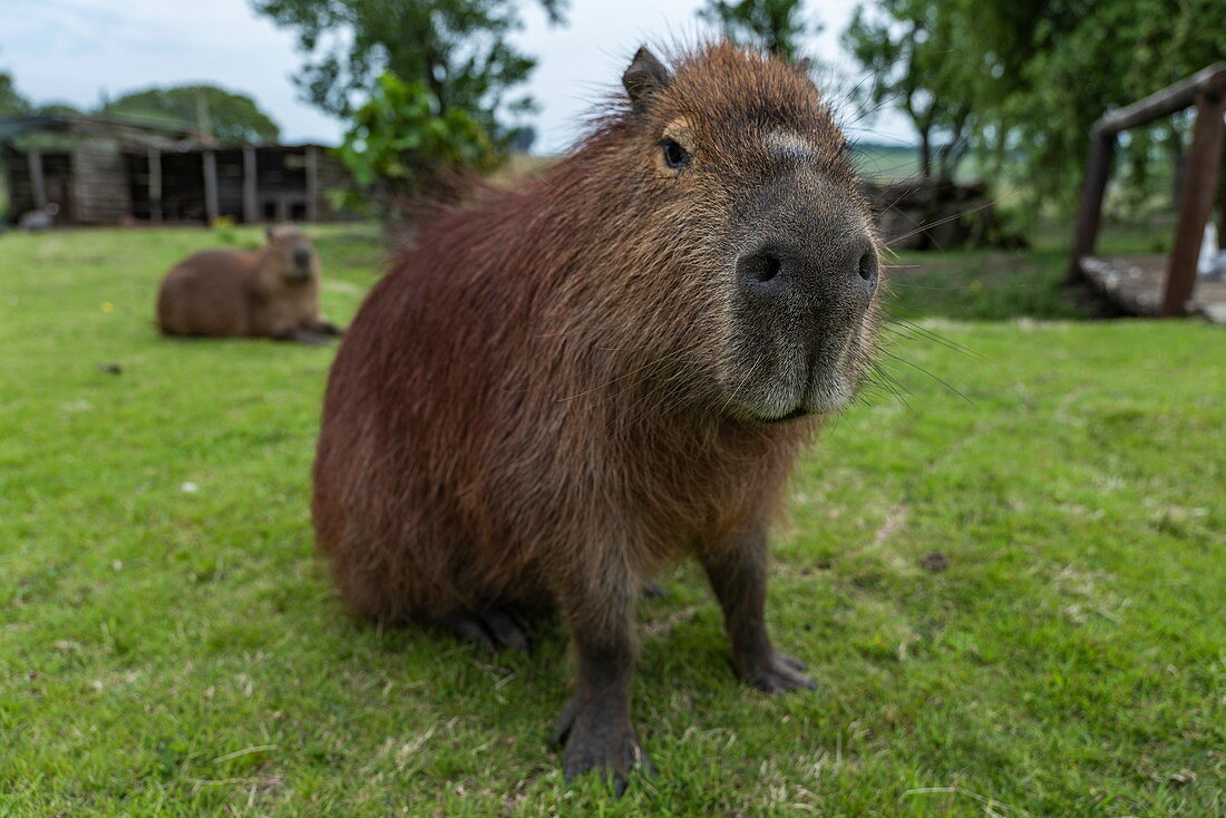 Capybara (Hydrochoerus hydrochaeris) auf Wiese der Finca Piedra, San José de Mayo, Colonia Department, Uruguay, Südamerika
