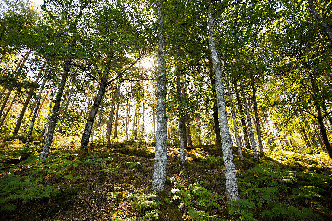 Wald mit Farnen, Lac de Saint-Étienne-Cantalès, bei Aurillac, Département Cantal, Auvergne-Rhône-Alpes, Frankreich