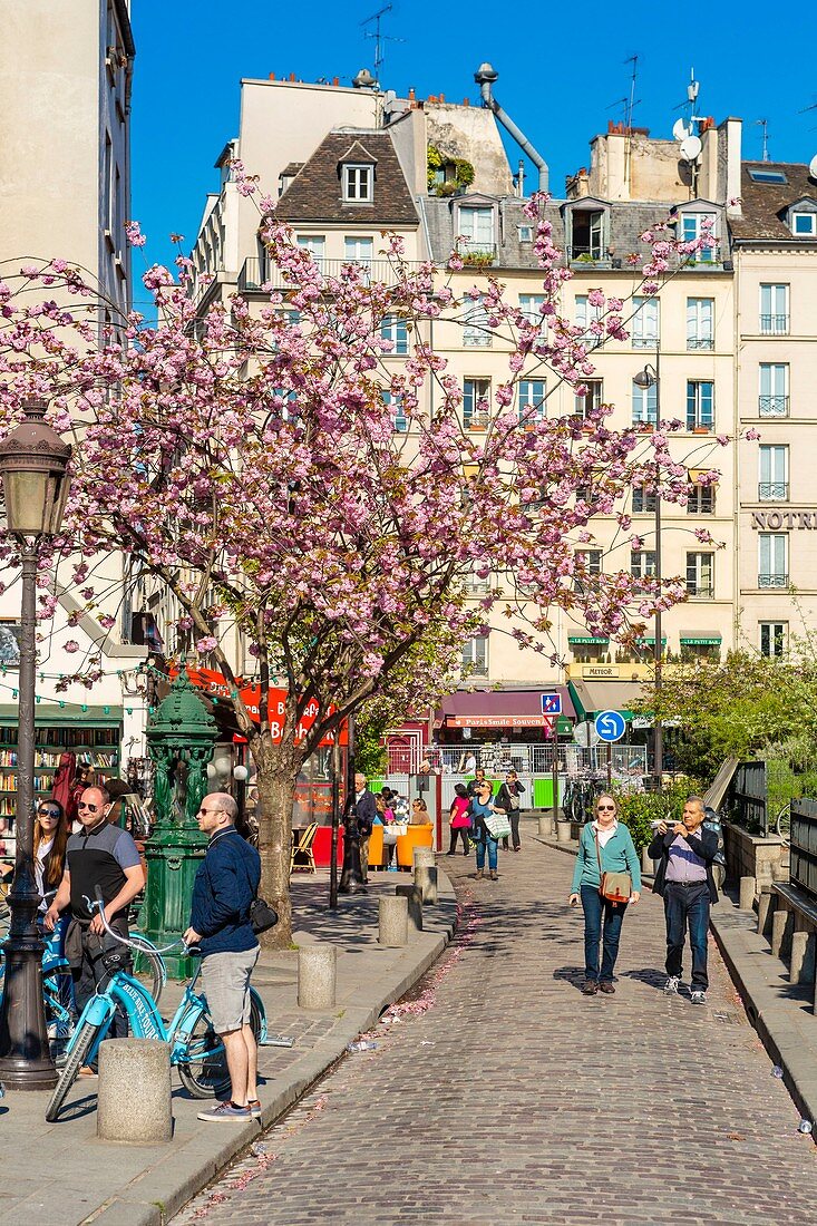 France, Paris, Saint Michel district, the Rue de la Bucherie in spring with cherry blossoms
