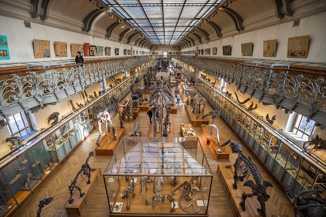 Frankreich, Paris, Jardin des Plantes, Nationales Naturkundemuseum, Galerien für Paläontologie und vergleichende Anatomie
