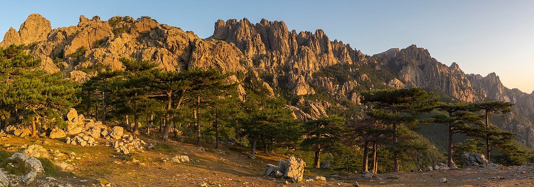 Frankreich, Corse du Sud, Quenza, Nadeln von Bavella aus dem Col de Bavella, Laricio de Corsica-Kiefer (Pinus nigra corsicana)