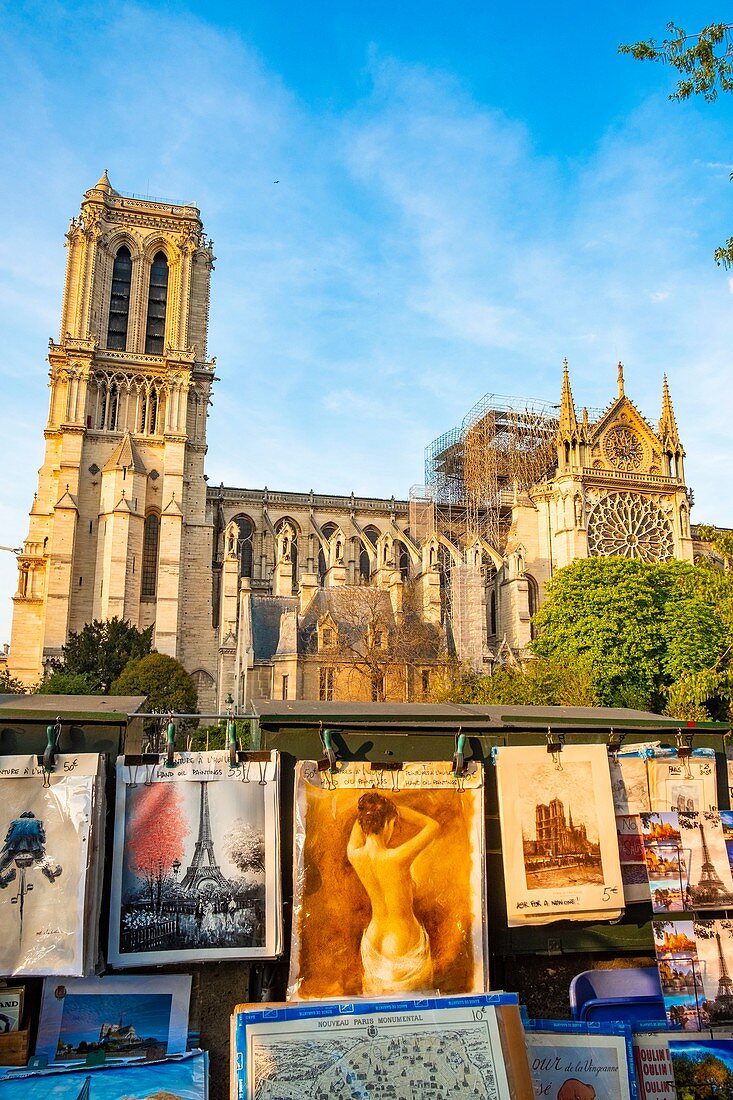 Frankreich, Paris, Gebiet, das von der UNESCO zum Weltkulturerbe erklärt wurde, Ile de la Cite, Kathedrale Notre Dame nach dem Brand vom 15. April