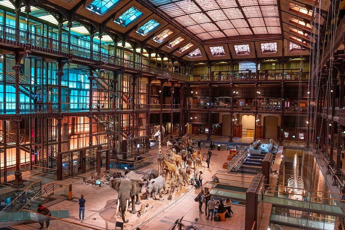 Frankreich, Paris, Museum National d'Histoire naturelle (Nationalmuseum für Naturgeschichte), La Grande Galerie de l'Evolution (Evolutionsgalerie) des Architekten Paul Chemetov, Szenografie Rene Allio