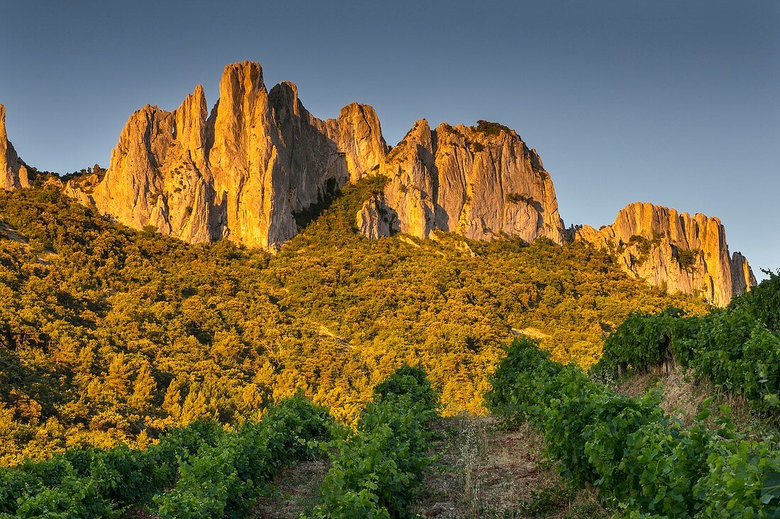 Frankreich, Vaucluse, Dentelles de Montmirail, Weinberg von Gigondas