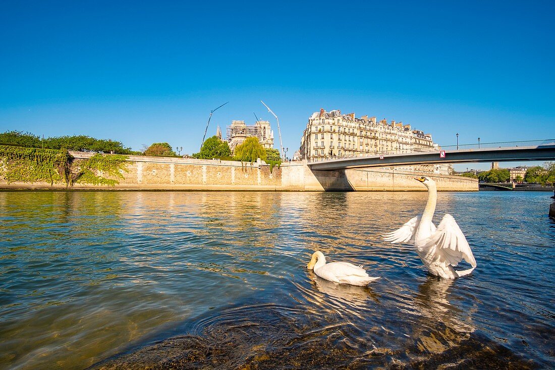 Frankreich, Paris, Weltkulturerbe der UNESCO, Schwäne vor der Kathedrale Notre Dame