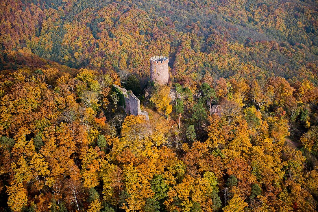 Frankreich, Haut Rhin, Ribeauville, Schloss Haut Ribeaupierre (Luftbild)