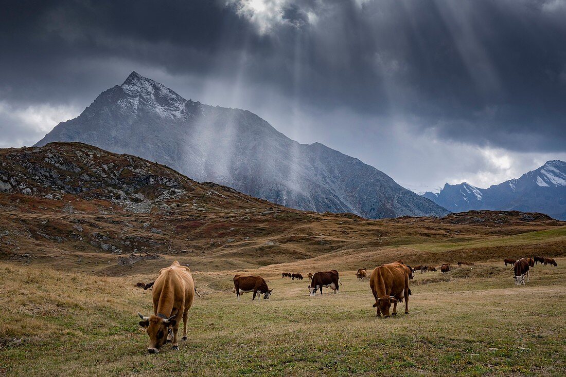 France, Savoie, Haute Maurienne, Val Cenis, Mont Cenis pass, herd of cows under a stormy sky in the pastures of the small mount Cenis and the rock of Etache