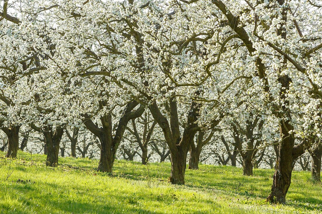 France, Meurthe et Moselle, Cotes de Toul, Lagney, cherry plum trees in bloom