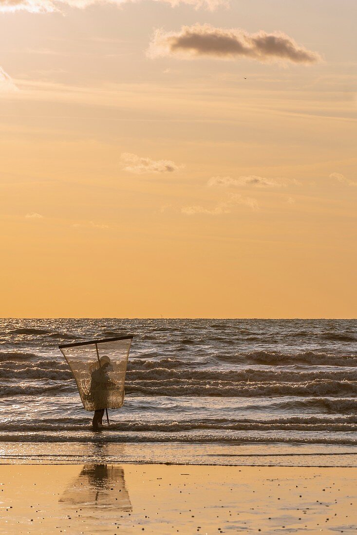Frankreich, Somme, Ault, graue Garnelenfischer am Strand von Ault mit ihrem großen Netz