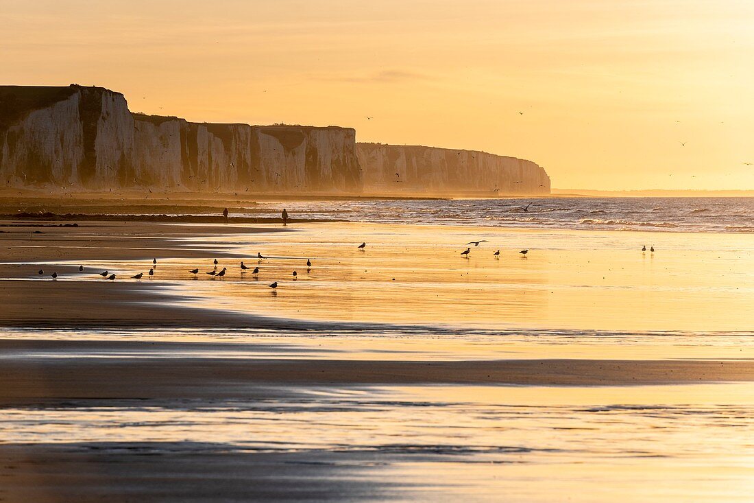 Frankreich, Somme, Ault, Sonnenuntergang auf den Klippen vom Strand von Ault, Wanderer und Fotografen kommen, um die Landschaft und die Seevögel zu bewundern