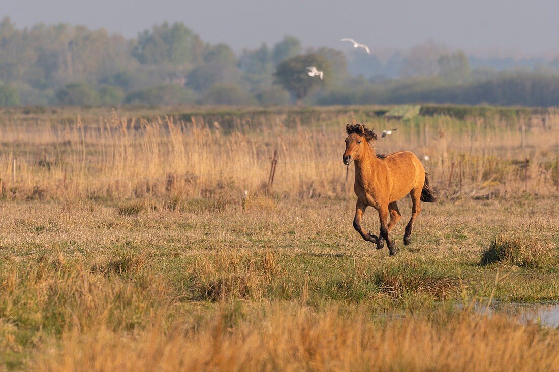 France, Somme, Baie de Somme, Le Crotoy, Henson horses in the Crotoy marsh in the Baie de Somme, this rustic and well adapted horse race was created by the breeders of the Baie de Somme