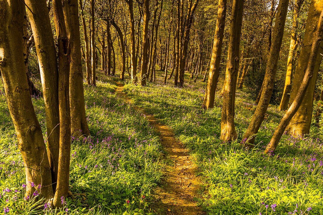 Frankreich, Somme, Ault, Bois de Cise, Wilde Jacynthes (Hyacinthoides non scripta) im berühmten Badeort des letzten Jahrhunderts