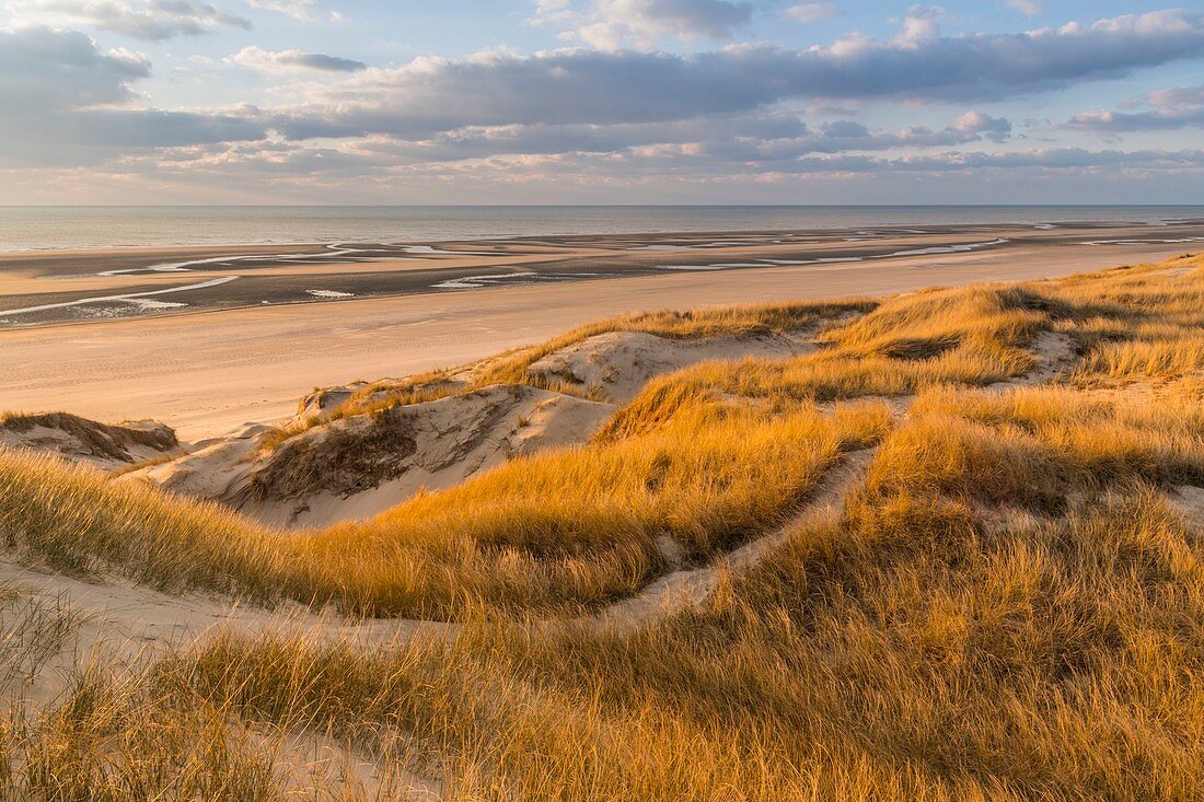 Frankreich, Somme (80), Picardie, Fort-Mahon, die Dünen von Marquenterre, zwischen Fort-Mahon und der Bucht von Authie, die weißen Dünen mit Oyats bedeckt, um sie zu stabilisieren