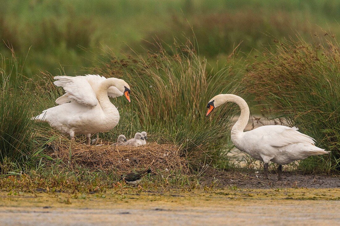France, Somme (80), Somme Bay, Crotoy Marsh, Mute Swan Family (Cygnus olor - Mute Swan) with babies