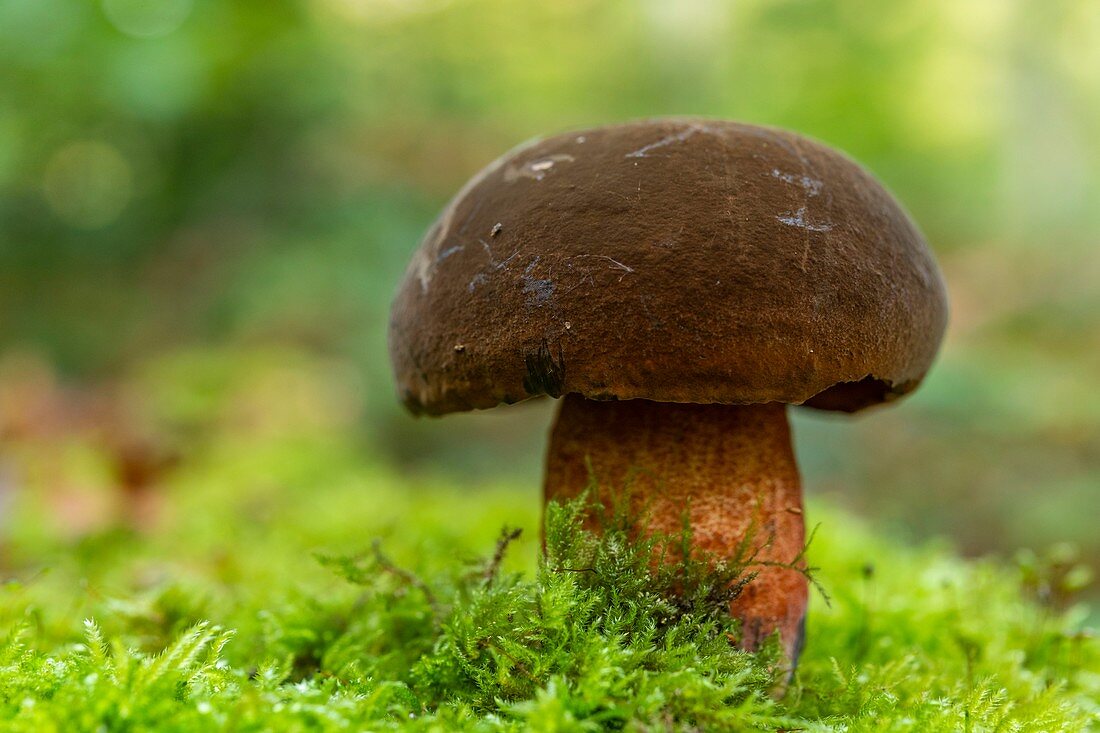 France, Somme (80), Crécy Forest, Crécy-en-Ponthieu, Neoboletus luridiformis - Red Footed Boletus - The mushrooms of Crécy Forest in autumn