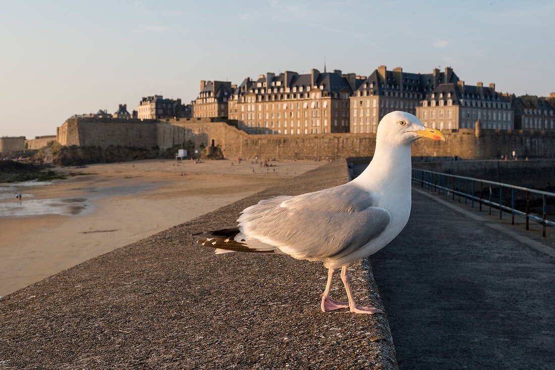 France, Ille et Vilaine, Saint Malo, Mole Beach, ramparts and walled city at sunset, Herring Gull (Larus argentatus)