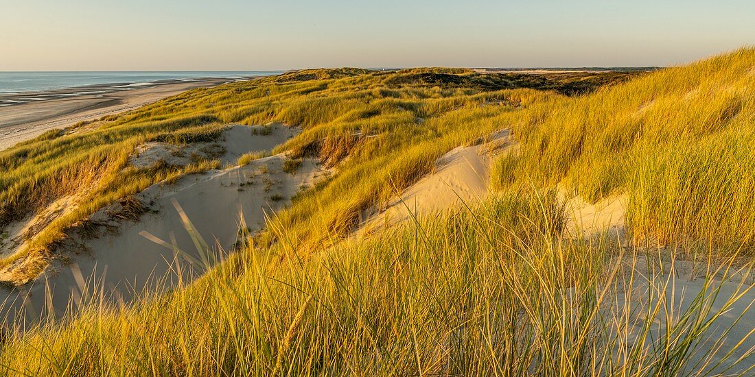 Frankreich, Somme, Fort-Mahon, die Dünen zwischen Fort-Mahon und der Bucht von Authie bei Sonnenuntergang