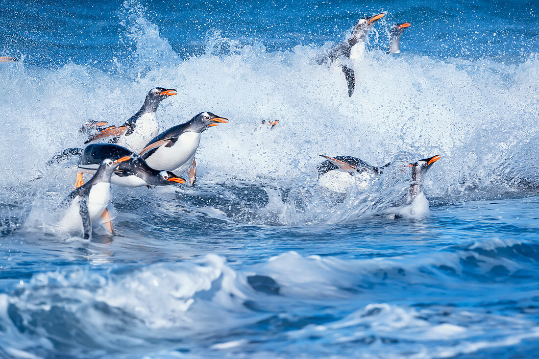 Eselspinguine (Pygocelis Papua Papua) springen aus dem Wasser, Sea Lion Island, Falklandinseln, Südamerika,