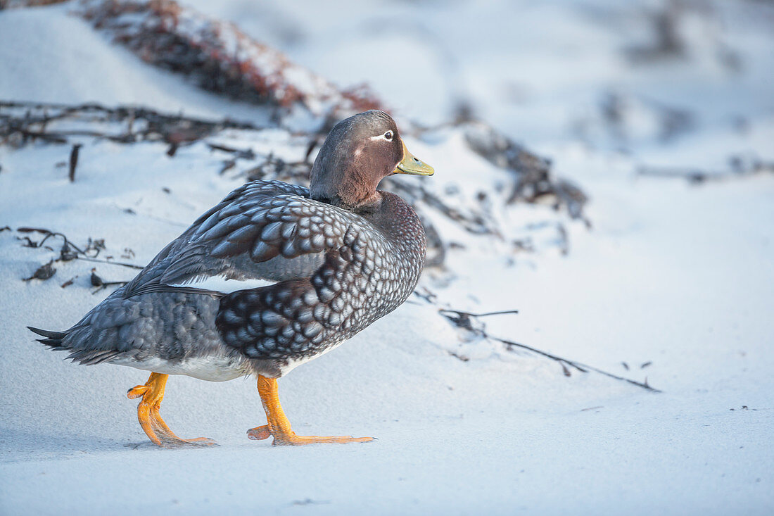 Steamer duck (Tachyeres brachypterus), Sea Lion Island, Falkland Islands, South America