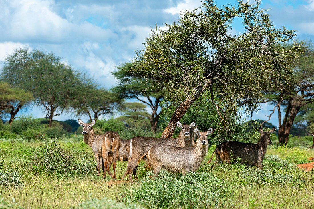 Wasserbock (Kobus ellipsiprymnus), Tsavo, Kenia, Ostafrika, Afrika