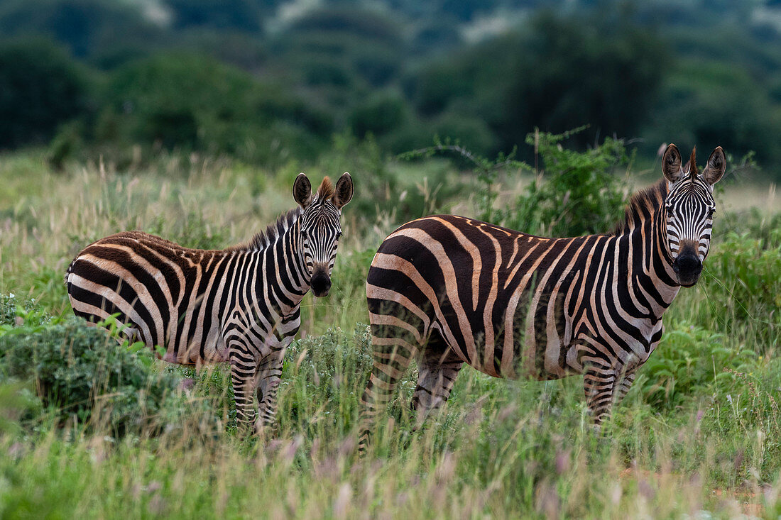 Grants Zebra (Equus quagga boehmi), Tsavo, Kenia, Ostafrika, Afrika