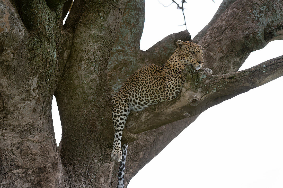 Leopard (Panthera pardus), Seronera, Serengeti-Nationalpark, Tansania, Ostafrika, Afrika