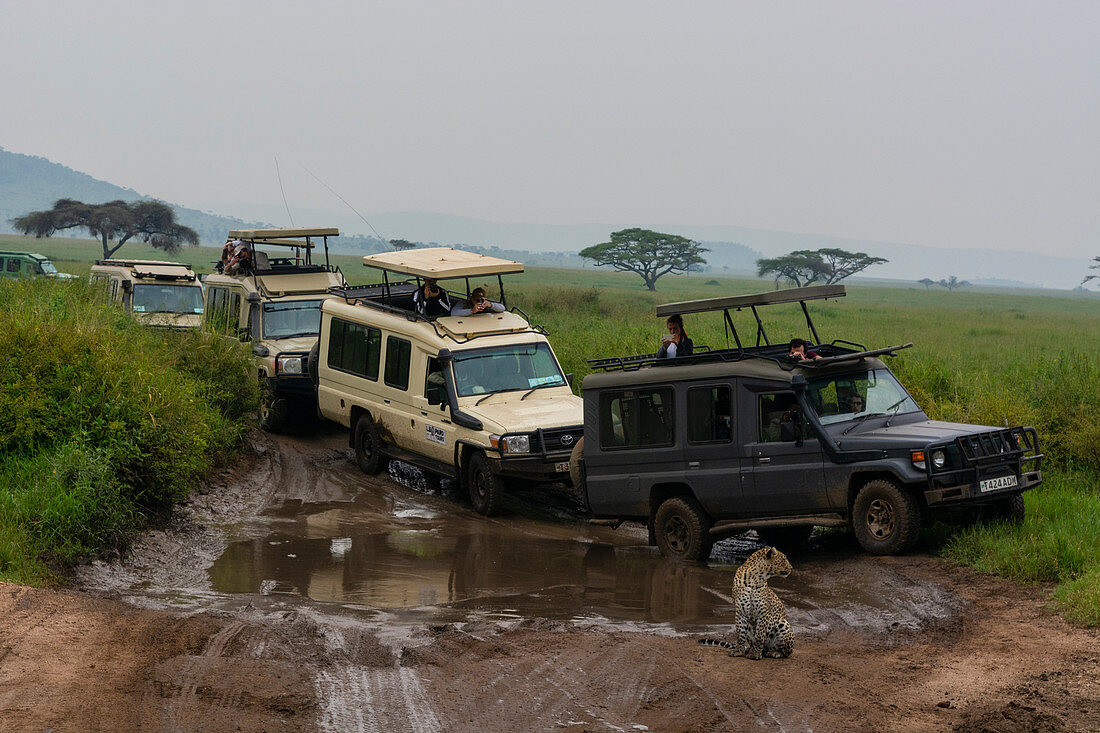 Leopard (Panthera pardus) und Safari-Fahrzeuge, Seronera, Serengeti-Nationalpark, Tansania, Ostafrika, Afrika