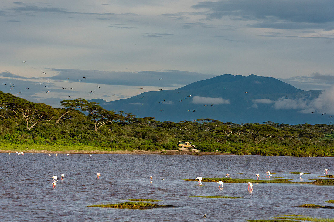 Greater flamingos (Phoenicopterus ruber) on Lake Ndutu, Ngorongoro Conservation Area, UNESCO World Heritage Site, Serengeti, Tanzania, East Africa, Africa
