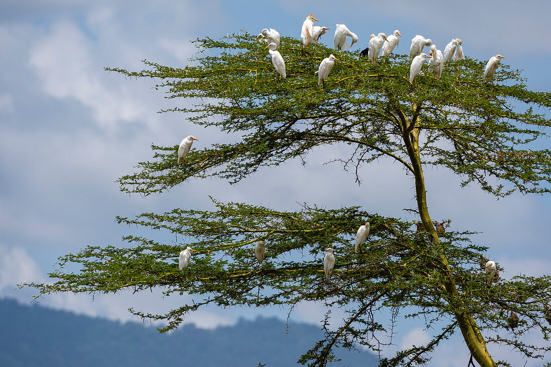 Cattle egrets (Bubulcus ibis), Lake Jipe, Tsavo West National Park, Kenya, East Africa, Africa
