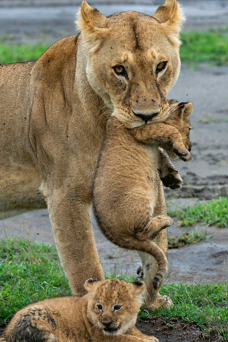 Eine Löwin (Panthera Leo) mit ihren vier Wochen alten Jungen, Ndutu, Ngorongoro Conservation Area, Serengeti, Tansania, Ostafrika, Afrika