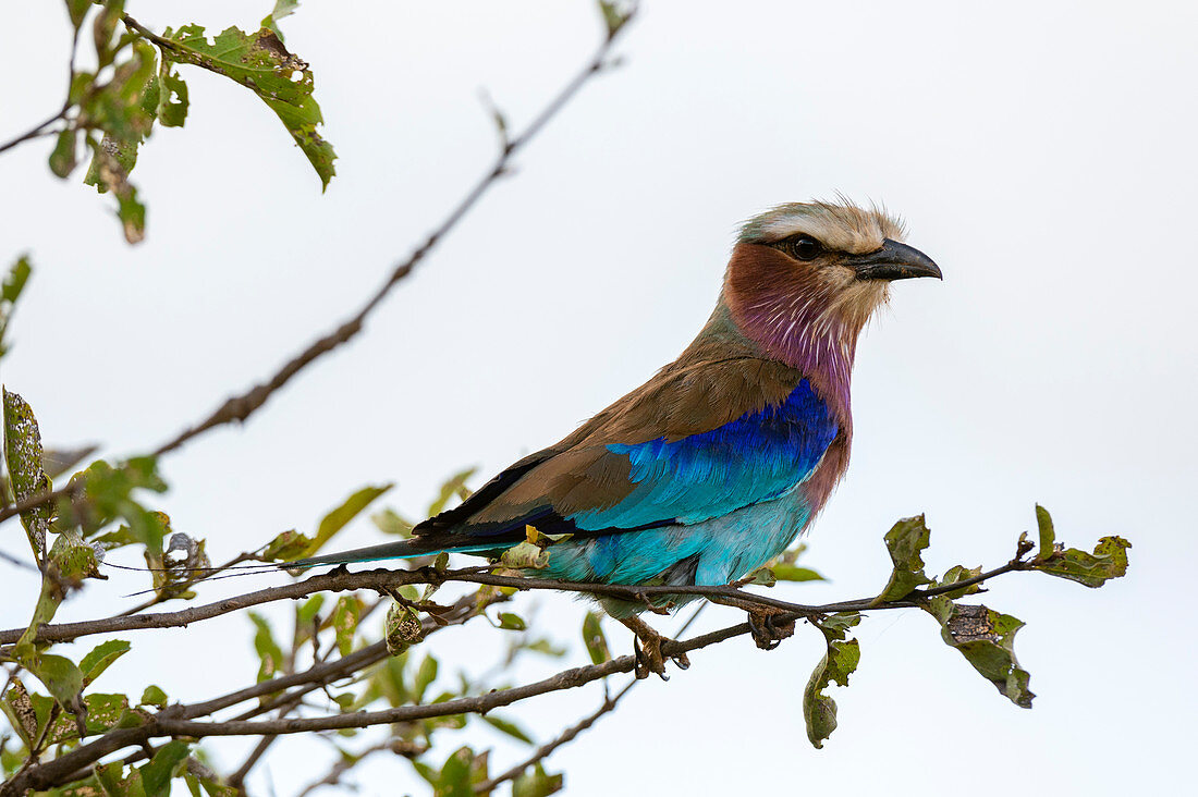 Lilac-breasted roller (Coracias caudata), Lualenyi, Tsavo Conservation Area, Kenya, East Africa, Africa
