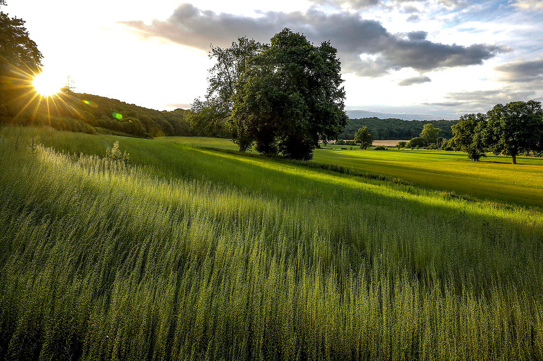 Flax field in Eure, France, Europe