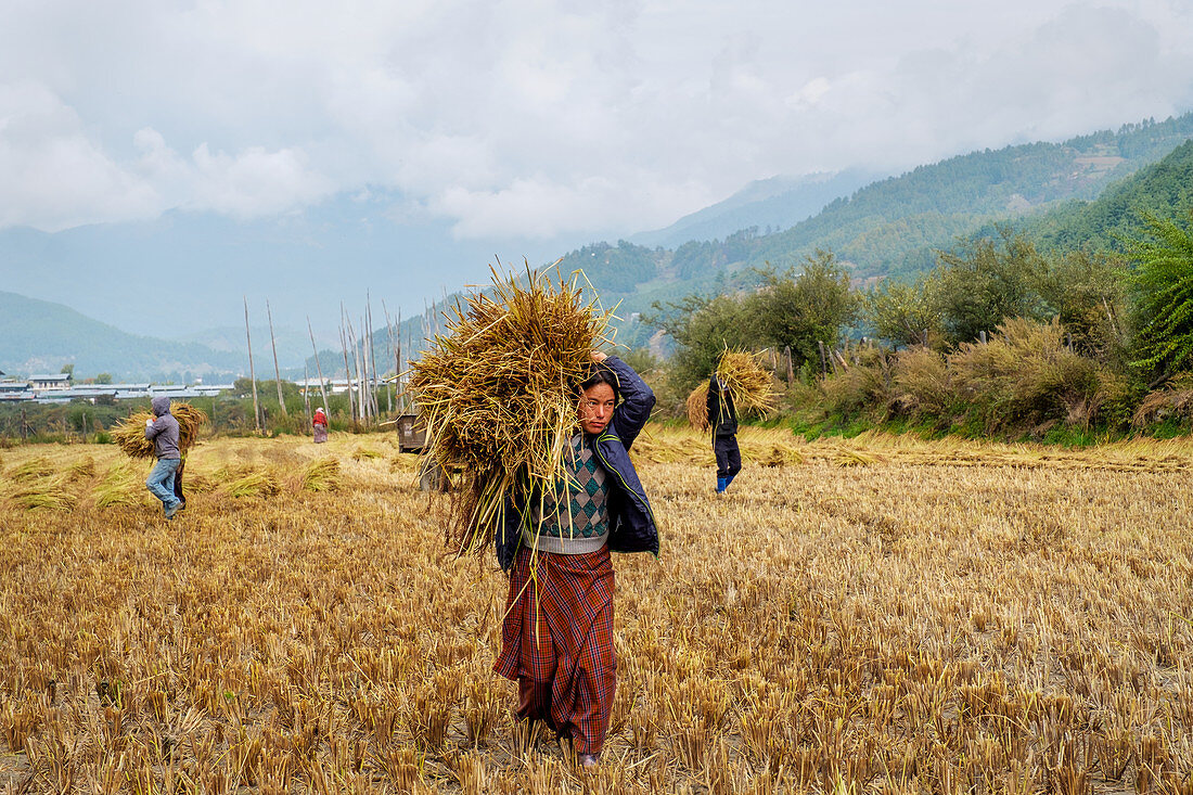 Ernte von Reis und Weizen, Feldarbeiter, Dorf Bumthang, Bhutan, Asien