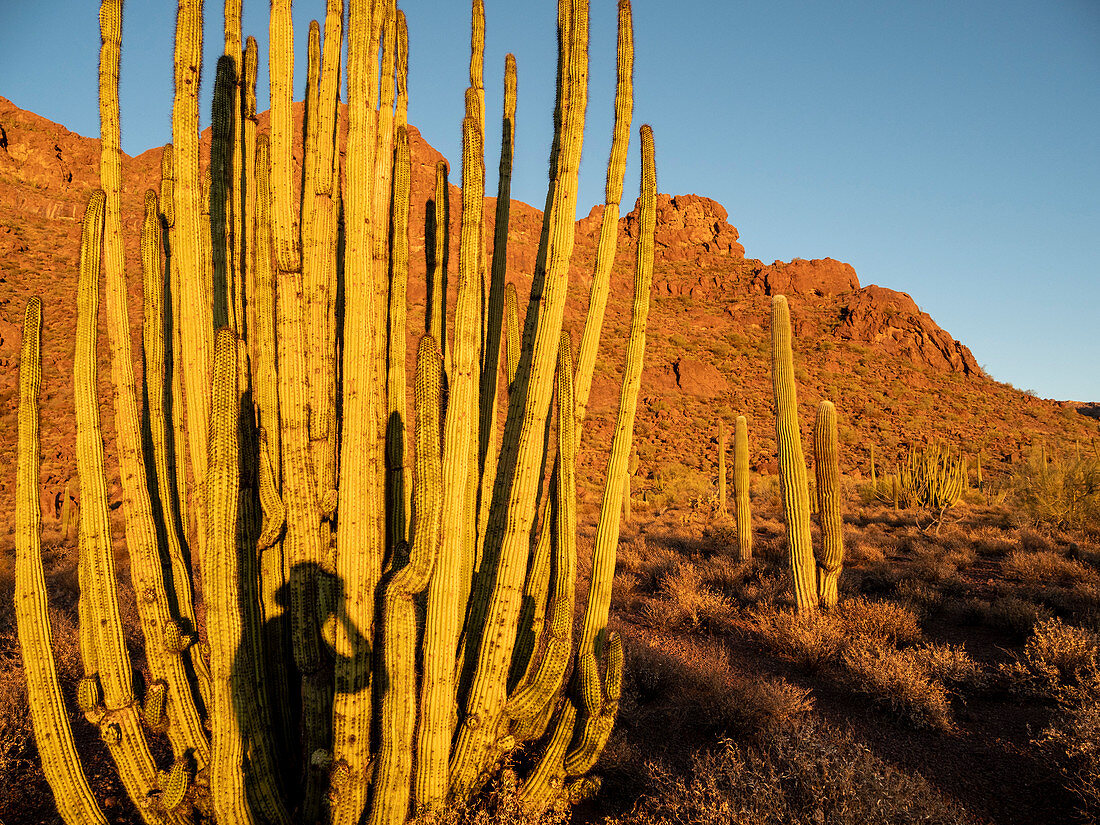 Orgelpfeifenkaktus (Stenocereus thurberi), Orgelpfeifenkaktus-Nationaldenkmal, Sonora-Wüste, Arizona, Vereinigte Staaten von Amerika, Nordamerika