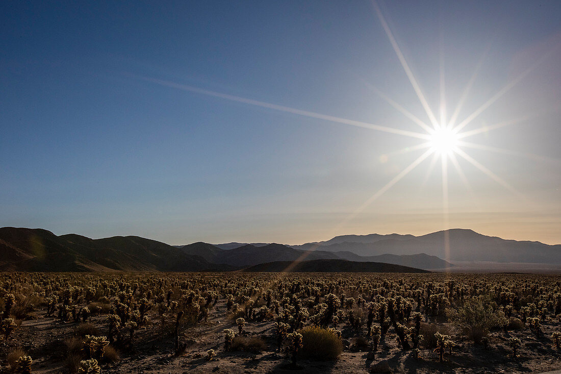 Teddy bear cholla (Cylindropuntia bigelovii), at sunrise in Joshua Tree National Park, Mojave Desert, California, United States of America, North America