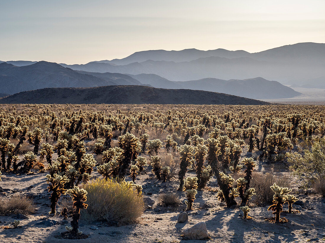 Teddy bear cholla (Cylindropuntia bigelovii), at sunrise in Joshua Tree National Park, Mojave Desert, California, United States of America, North America