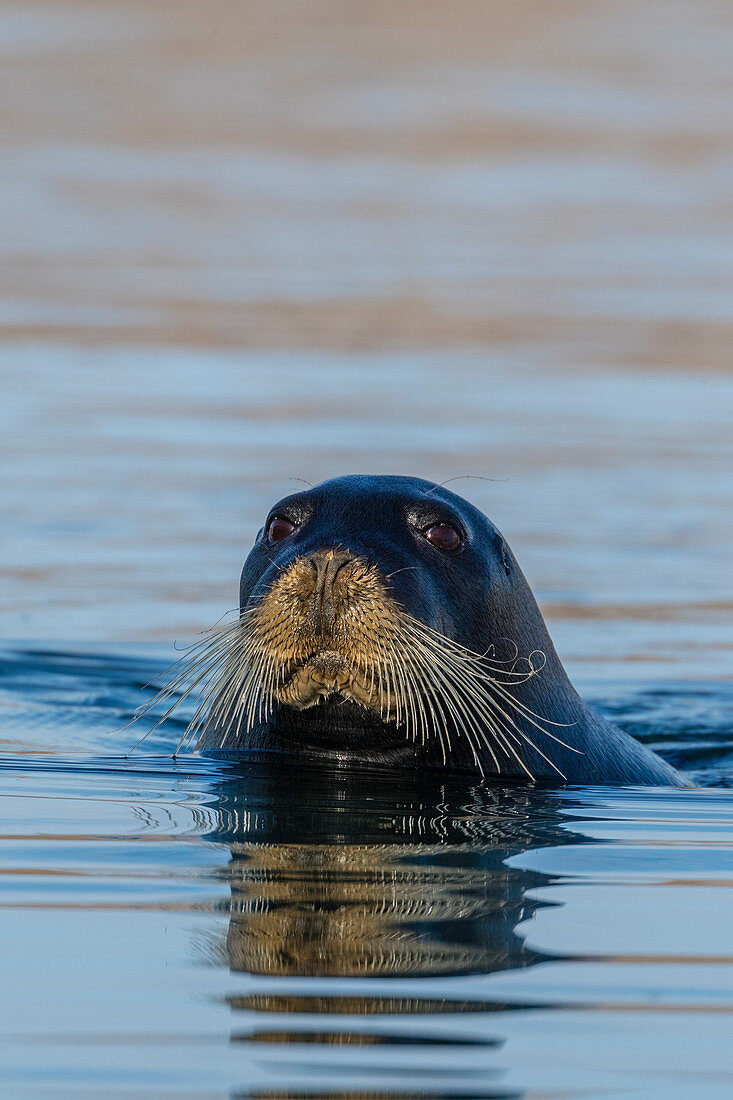 Curious adult bearded seal (Erignathus barbatus), swimming in Makinson Inlet, Ellesmere Island, Nunavut, Canada, North America