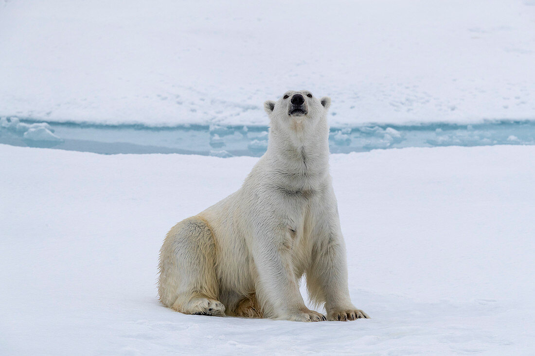 Erwachsener Eisbär (Ursus maritimus), der sein Fell von einer kürzlichen Tötung auf Eis nahe Ellesmere Island, Nunavut, Kanada, Nordamerika säubert