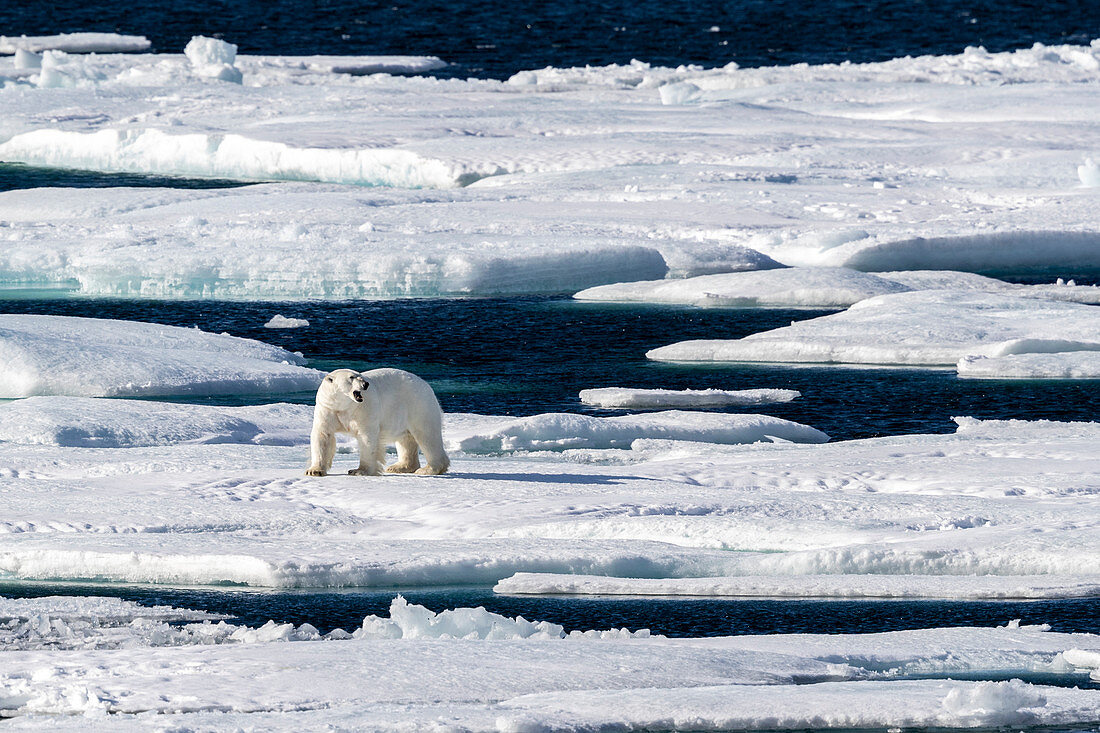 Erwachsener Eisbär (Ursus maritimus), der auf offenem Eis, Königin-Kanal, Cornwallis-Insel, Nunavut, Kanada, Nordamerika geht